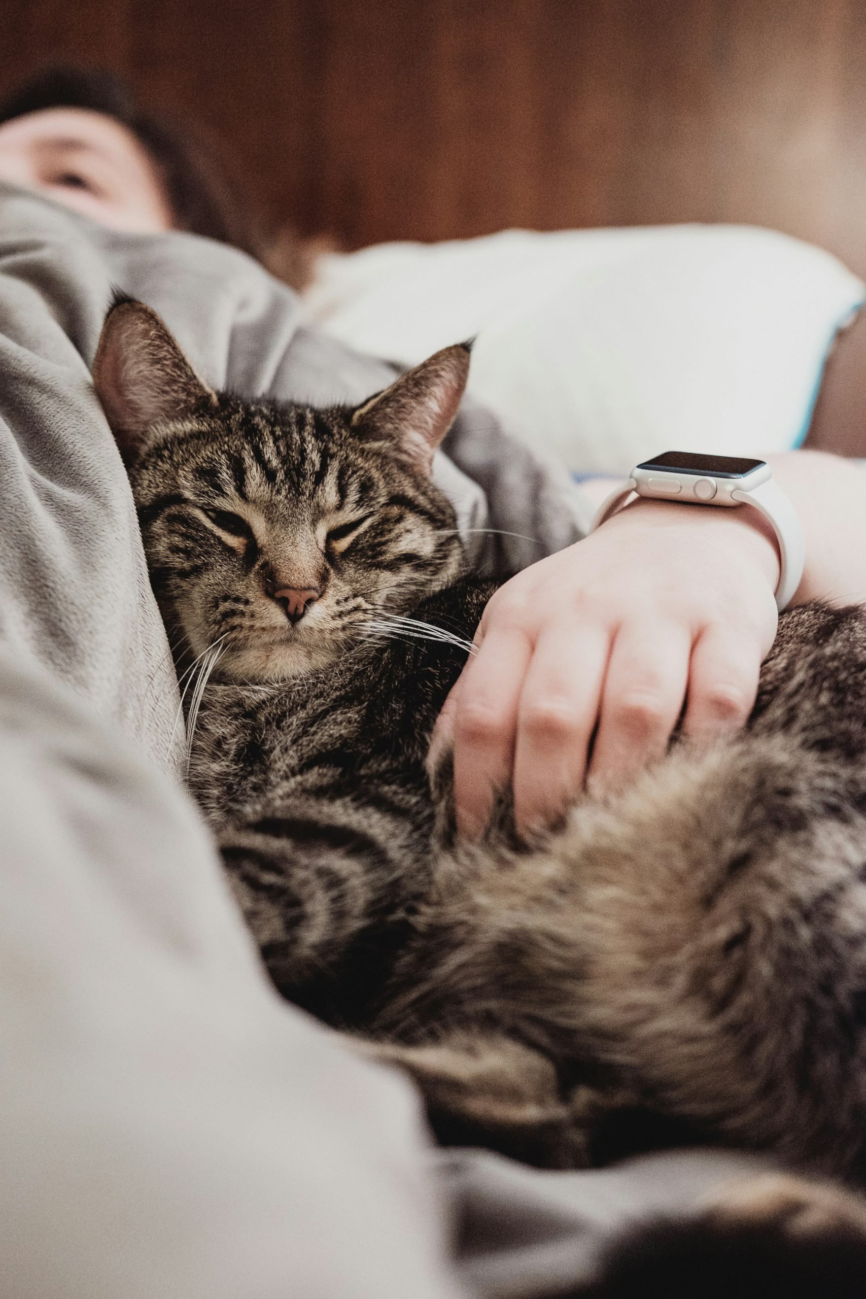 An image of a dog and a cat with a protective shield symbolizing pet insurance